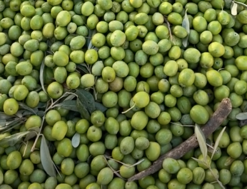 La lavorazione a due fasi per l’Olio Nocellara del Belice