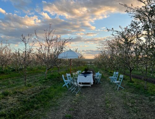 Amore per la Sicilia, all’ombra dei mandorli in fiore